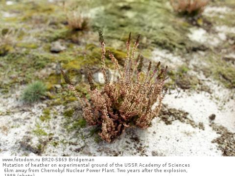 Mutation of heather on experimental ground of the USSR Academy of Sciences 6km away from Chernobyl Nuclear Power Plant. Two years after the explosion, 1989 (photo)