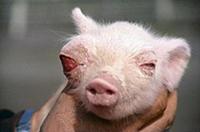 A piglet from a hog farm in the Zhitomir Region, s