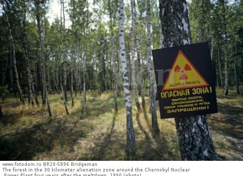 The forest in the 30 kilometer alienation zone around the Chernobyl Nuclear Power Plant four years after the meltdown, 1990 (photo)