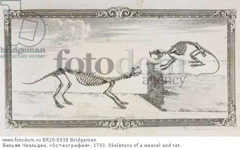 Вильям Чизльден, «Остеография», 1733. Skeletons of a weasel and rat.