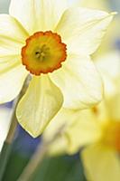 Daffodil, Narcissus 'Scarlet elegance' front view 