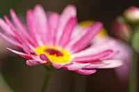 Marguerite daisy, Argyranthemum frutescens LaRita 