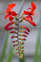 Montbretia, Crocosmia 'Lucifer', Branched spike wi
