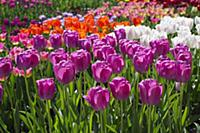 Tulip, Tulipa 'Purple Pride', Group of mauve pink 