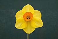 Daffodil, Narcissus 'Jenna', Close front view of u