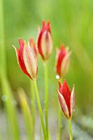 Tulip tree, Liriodendron tulipifera 'Fastigiatum',