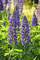 Lupin, Lupinus 'Purple Emperor', Side view of seve