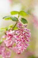 Flowering currant, Ribes sanguineum, Front view of