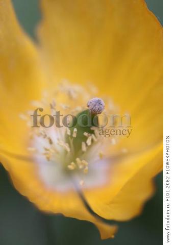 Welsh poppy, Meconopsis cambrica, Close top view of inside one open yellow flower showing cream stamnes and green central stigma swelling to form a seedhead.