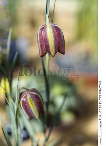 Fritillary, Fritillaria aff, crassifolia, Side view of two burgundy flowers with slight checkerboard pattern and green stripe.