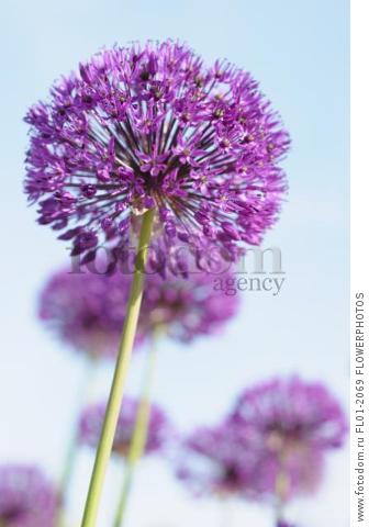 Allium Hollandicum 'Purple Sensation' Side view of one globe shaped head in full flower with others behind, Against blue sky.