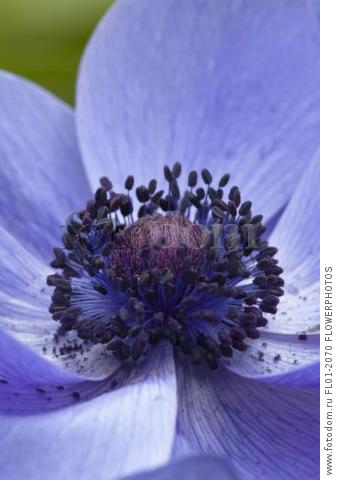 Anemone coronaria cultivar, Close view of centre of flower with Voilet-blue petals and masses of dark stamens dropping pollen.