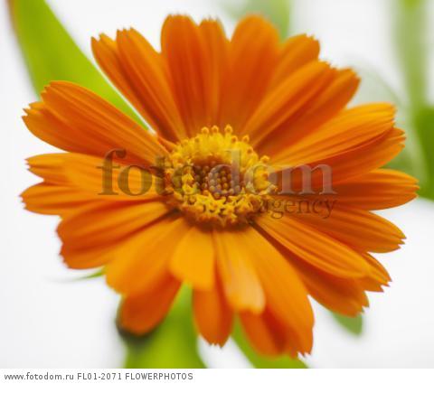 Marigold, Calendula officinalis. Close front view of one open orange flower with leaves behind. Selective focus.