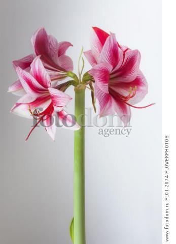 Amaryllis, Hippeastrum 'Gervase', One stem with bold, striped flowers, deep magenta petals and white highlights, Long curled stamen and stigma, Against a graduated white background.
