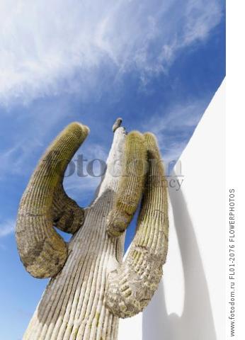Saguaro cactus, Carnegiea gigantea, Dramatic view from below of a single stem with arms branching upwards towards a blue sky with wispy clouds, its shadow on a white wall.