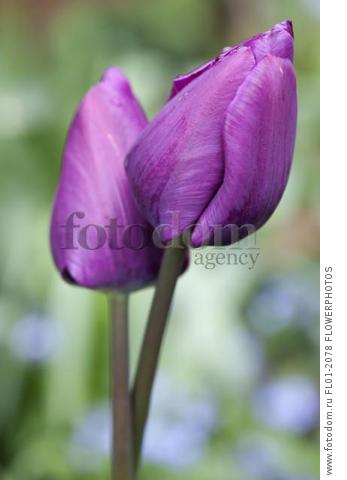 Tulip, Tulipa 'Purple prince', Side view of two closed  and entwined flowers.