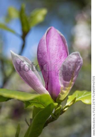 Magnolia x soulangeana 'Lennei', One pink flower opening to show white insides of petals.