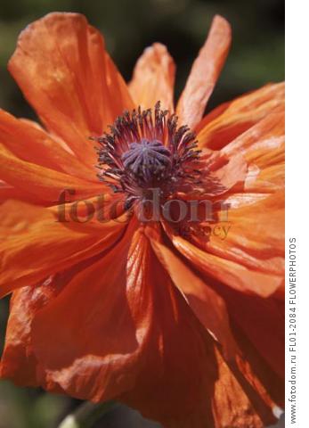 Oriental poppy, Papaver orientale 'May Queen', Close view of fully blown double petalled red orange flower showing central stamens and stigms.