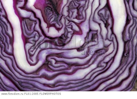 Red cabbage, Brassica oleracea capitata, Very close abstract view of slice through cabbage forming purple and white pattern.