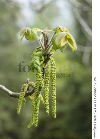 Heartnut, Juglans ailantifolia, Side view of long green catkins and new leaves emerging on the end of a twig.