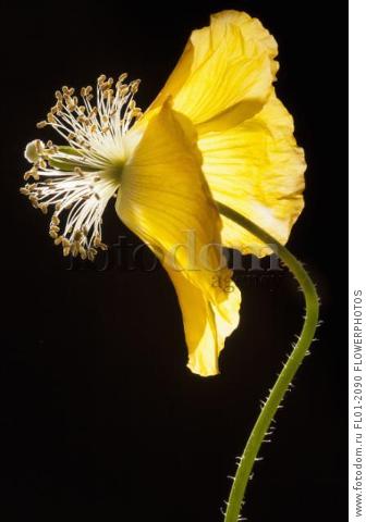 Poppy, Welsh poppy, Meconopsis cambrica, Side view of the fading, yellow flower on a thin hairy stem, The petals are swept back, causing the stamens and stigmas to protrude prominently, Backlit high contrast lighting, against black background.