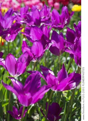 Tulip, Tulipa 'Purple dream', Side view of open flowers with pointed petals, white at the base, in a mass planting in sunlught.
