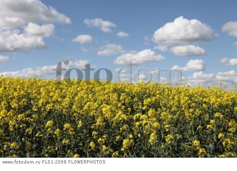 Brassica, Oilseed rape, A mass of yellow flowers against blue sky.