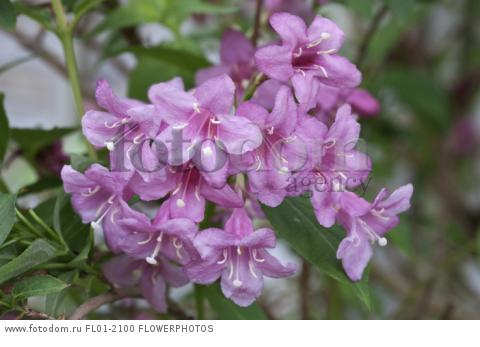 Pink Weigela, Weigela florida 'Rosea', Close view of a cluster of pink flowers with white tipped stamens and stigma.