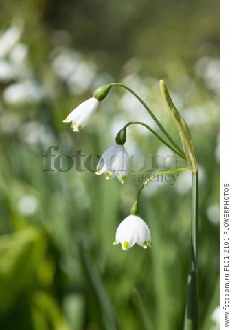 Summer snowflake, Leucojum aestivum, Side view of 3 bell shaped flowers tipped with green markings on a stem in sunlight.