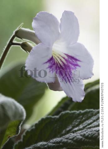 Cape primrose, Streptocarpus 'Myfanwy', One white flower with purple marking and yellow throat held above soft leaves.