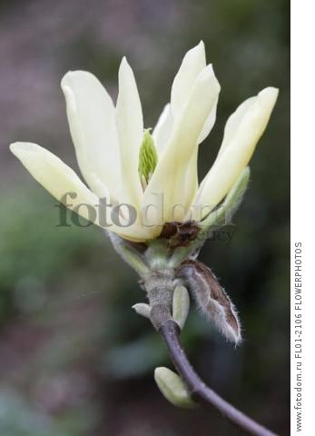 Magnolia 'Butterflies', Close side view of one open yellow flower on a twig.