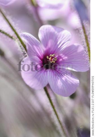 Madeira cranesbill, Geranium Maderense, Side view of one mauve flower with deeper centres among hairy stems.