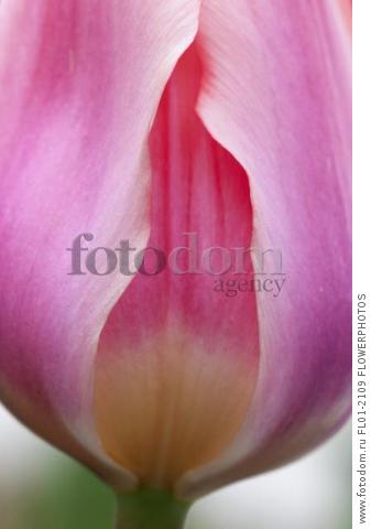 Tulip, Tulipa 'Tottori' Close view of one pink flower with salmon flush at the base.