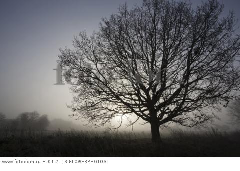 Oak, Common oak, Quercus robur, Side view of fairly mature tree with no leaves, silhouetted against the misty dawn sky in an English field.