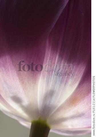 Tulip, Tulipa 'Purple prince', Very close view of flower where it meets stem, backlit so stamens can be seen through the white base of purple petals.