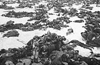 German soldiers killed in the Battle of Stalingrad
