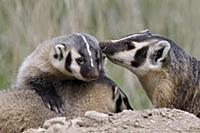 baby american badger