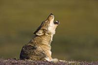 Серый волк (Canis lupus). Национальный парк Денали