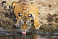 Бенгальский (индийский) тигр (Panthera tigris tigr