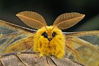 Павлиноглазка или Сатурния (Rhodinia fugax) самец,