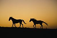 Пустынные лошади Намибии
