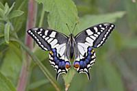 Бабочка Махаон (Papilio machaon). Национальный пар