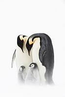 Пингвины антарктики