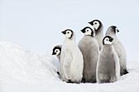 Императорский пингвин под угрозой