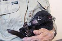 Тасманийский дьявол под угрозой исчезновения