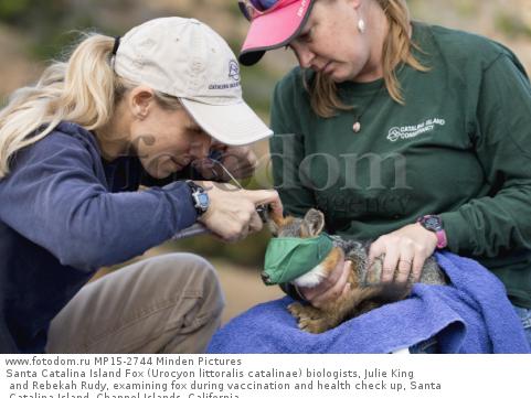 Santa Catalina Island Fox (Urocyon littoralis catalinae) biologists, Julie King and Rebekah Rudy, examining fox during vaccination and health check up, Santa Catalina Island, Channel Islands, California