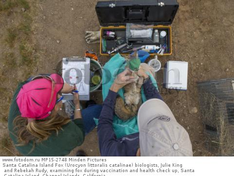 Santa Catalina Island Fox (Urocyon littoralis catalinae) biologists, Julie King and Rebekah Rudy, examining fox during vaccination and health check up, Santa Catalina Island, Channel Islands, California