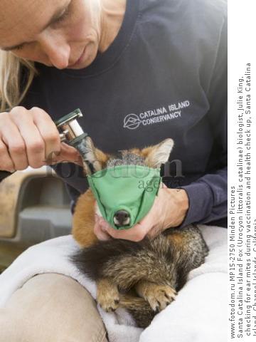 Santa Catalina Island Fox (Urocyon littoralis catalinae) biologist, Julie King, checking for ear mites during vaccination and health check up, Santa Catalina Island, Channel Islands, California