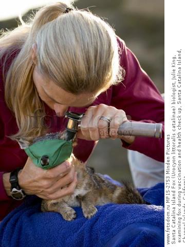 Santa Catalina Island Fox (Urocyon littoralis catalinae) biologist, Julie King, examining fox during vaccination and health check up, Santa Catalina Island, Channel Islands, California