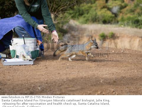 Santa Catalina Island Fox (Urocyon littoralis catalinae) biologist, Julie King, releasing fox after vaccination and health check up, Santa Catalina Island, Channel Islands, California